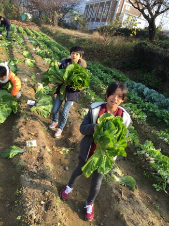 해안초, 직접 기른 친환경 배추로 ‘사랑의 김장 나누기’
