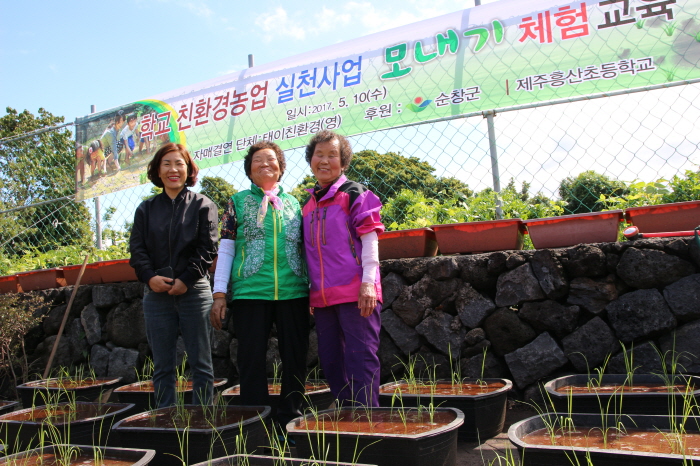 흥산초, 순창군 어르신과 함께 푸릇푸릇 모내기 체험