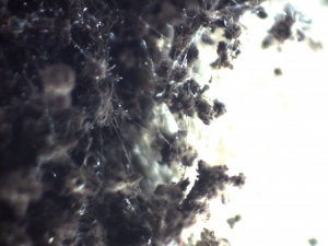 집안 곰팡이 포자, 장마철 아토피와 알레르기성 질환 원인으로 알려져