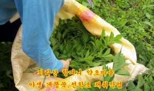 우리나라 국민 3명 중 1명 암 발병…암 치료에 ‘야생 산약초’ 특효