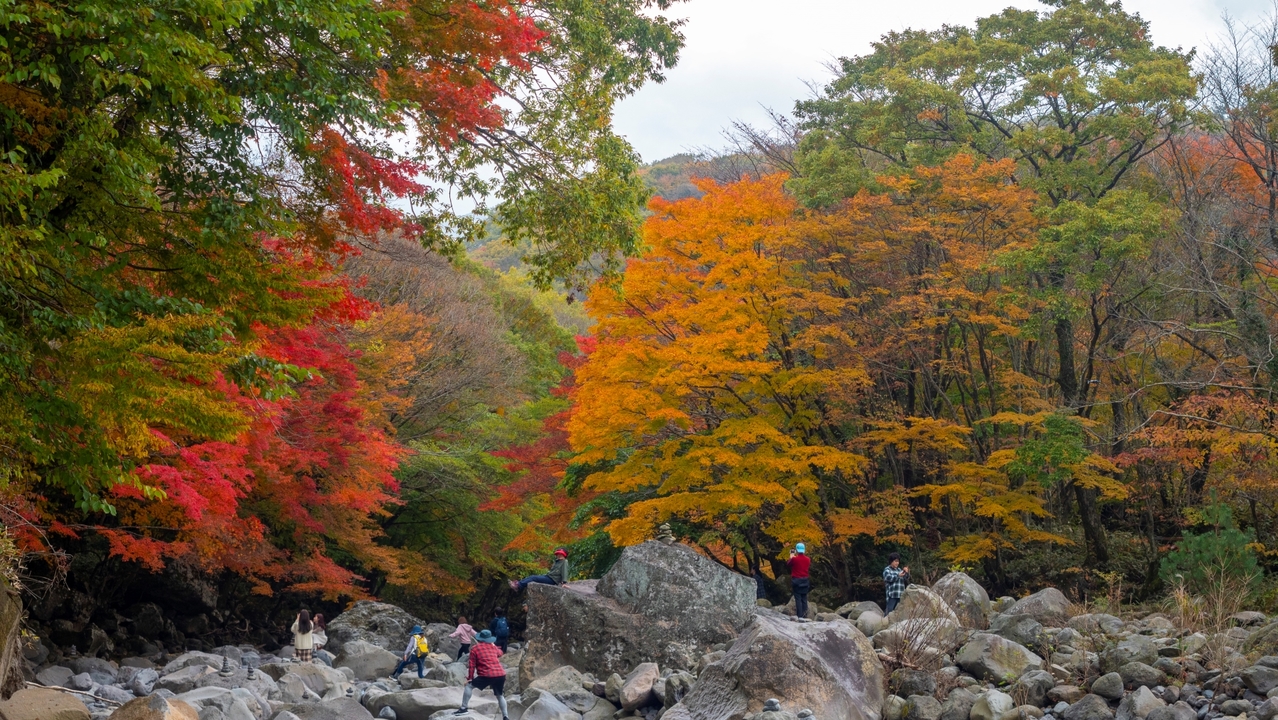 한라산둘레길천아숲길.jpg