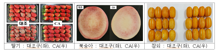 CA 콘테이너 활용 연구 현황.png