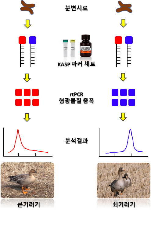 종 식별 유전자 표지 분석 개요.png