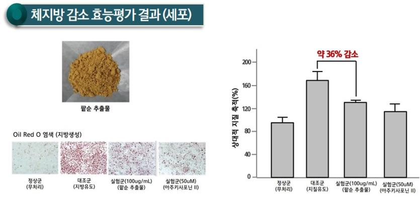 체지방감소효능평가결과세포.png