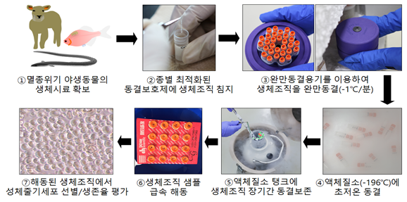 멸종위기야생동물동결보전실험과정모식도.png