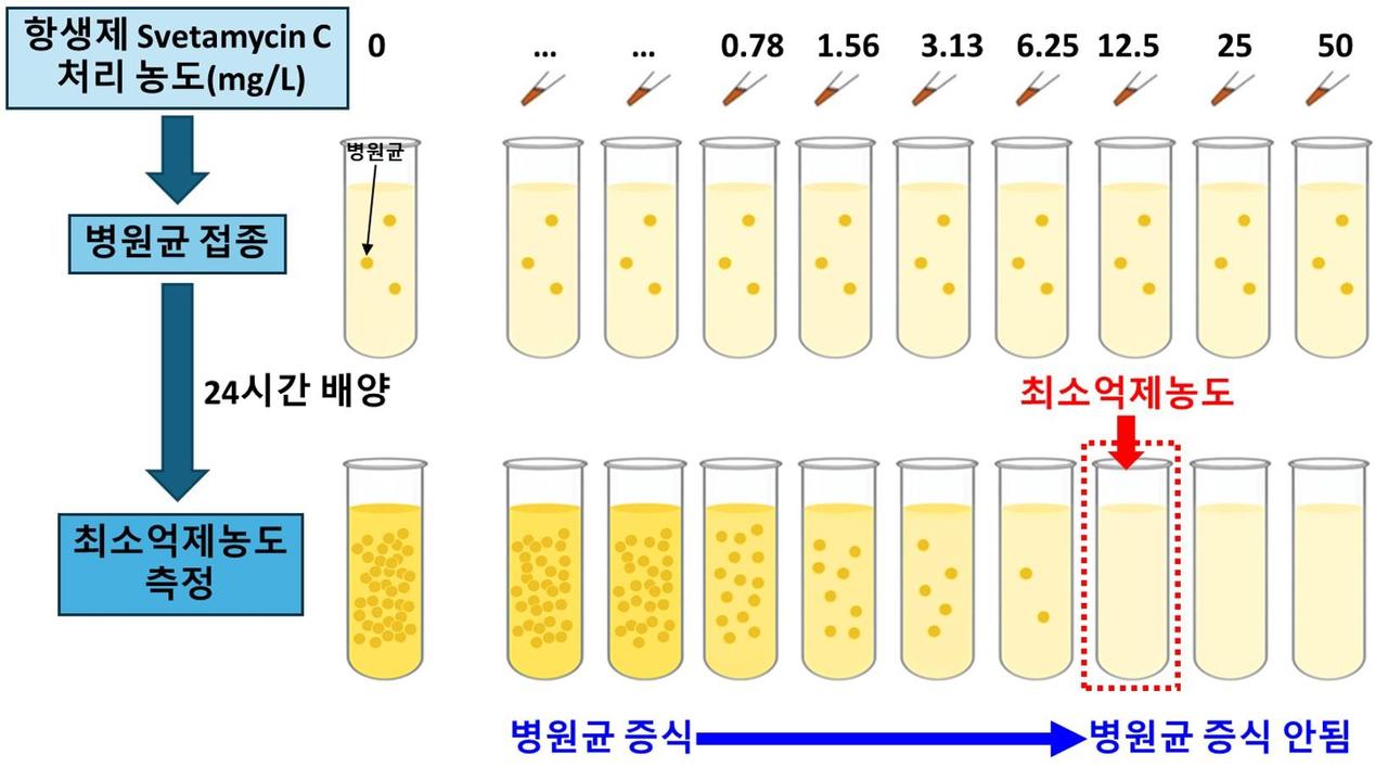항생제 안 듣는 황색포도알균의 증식을 억제하는 물질 발견 