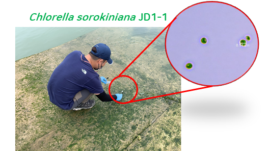 클로렐라 소로키니아나 JD1-1 균주(Chlorella sorokiniana JD1-1) 시료 채취 및 현미경 사진.png 클로렐라 소로키니아나 JD1-1 균주(Chlorella sorokiniana JD1-1) 시료 채취 및 현미경 사진.png