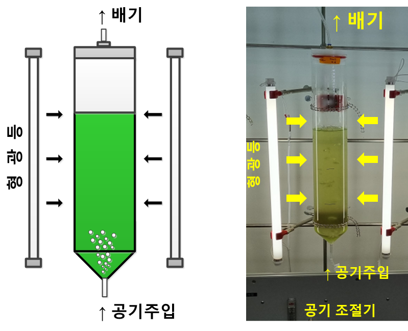 클로렐라 소로키니아나 JD1-1 균주(Chlorella sorokiniana JD1-1) 배양 사진.png 클로렐라 소로키니아나 JD1-1 균주(Chlorella sorokiniana JD1-1) 배양 사진.png