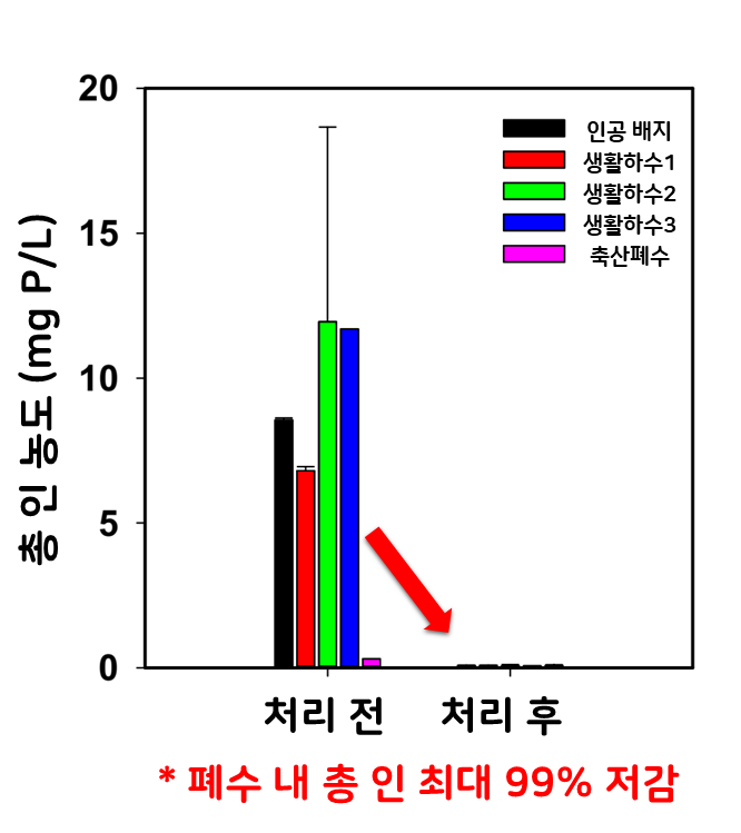 클로렐라 소로키니아나 JD1-1 균주(Chlorella sorokiniana JD1-1)의 총인 제거 효과.png 클로렐라 소로키니아나 JD1-1 균주(Chlorella sorokiniana JD1-1)의 총인 제거 효과.png