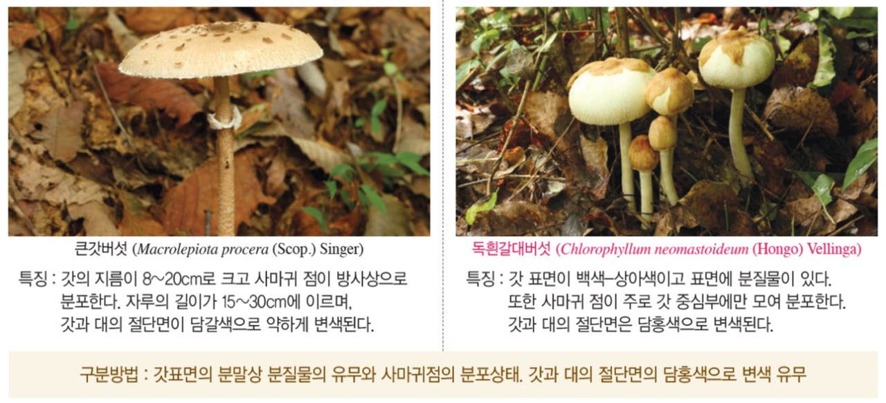 큰갓버섯-독흰갈대버섯.jpg
