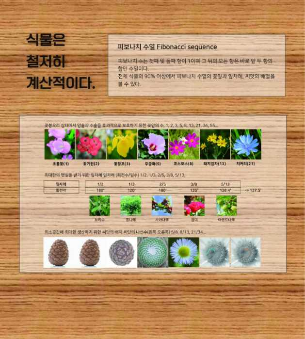 식물 속 과학 기획전, 피보나치 수영.png 식물 속 과학 기획전, 피보나치 수영.png