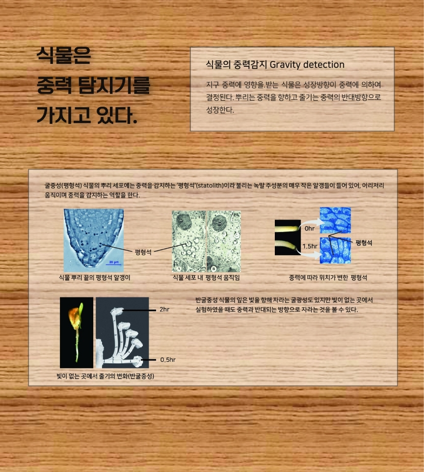 식물 속 과학 기획전, 식물의 중력 감지.png 식물 속 과학 기획전, 식물의 중력 감지.png