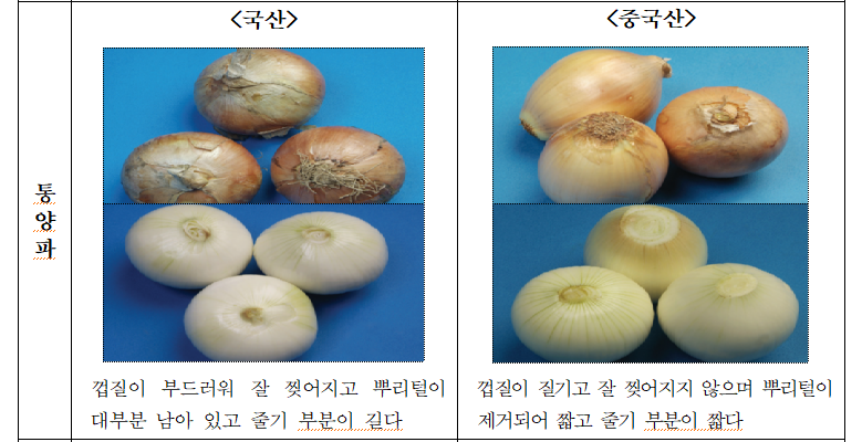 통양파.png 통양파.png