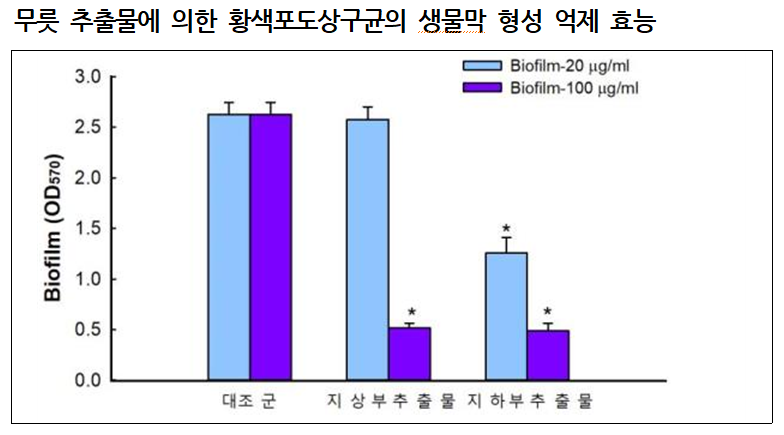 무릇 추출물에 의한 황색포도상구균의 생물막 형성 억제 효능.png