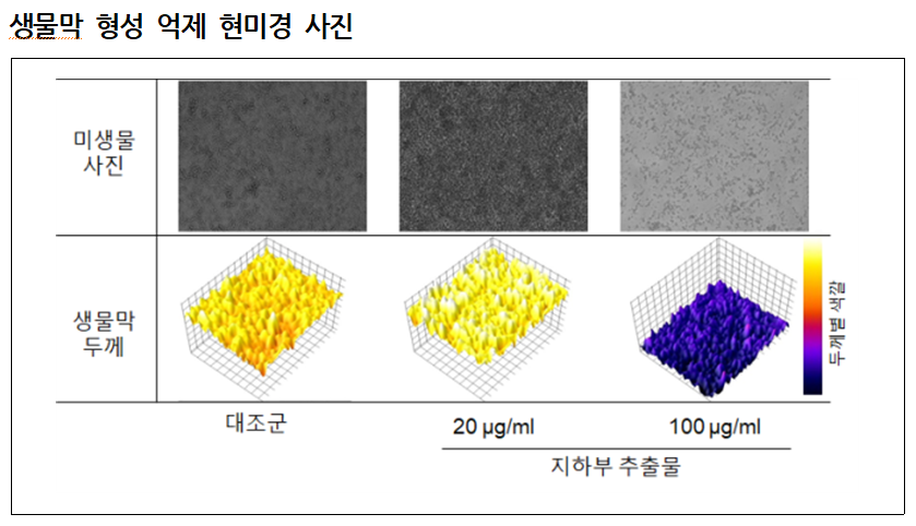 생물막 형성 억제 현미경 사진.png