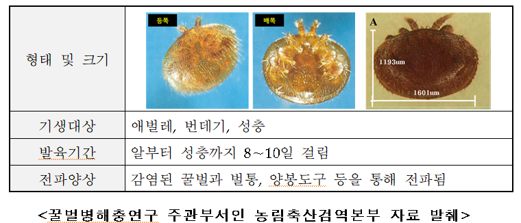 꿀벌 응애 특징 및 형태.png