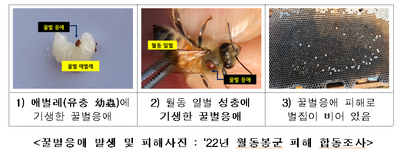 꿀벌 응애 피해 사진.png