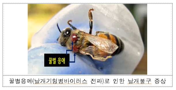 꿀벌응애로 인한 날개북구 증상.png