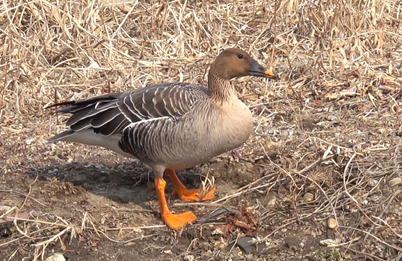 큰기러기국립생물자원관영명 빈 구스, Bean Goose, 학명 안세르 파발리스 Anser fabalis.png