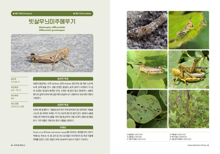 외래곤충 생태도감 내지1.png 외래곤충 생태도감 내지1.png