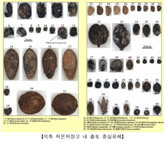 익산백제대형석축저온저장고내출토종실유체.png