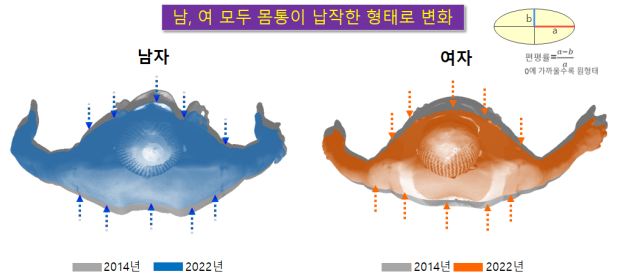 한국인 고령층의 편평률 변화에 따른 인체형상 변화.png