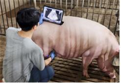 임신 판정 시 탐촉용 프로브 위치 및 각도.jpg