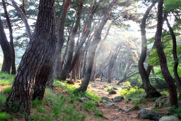 경주 삼릉숲길.jpg
