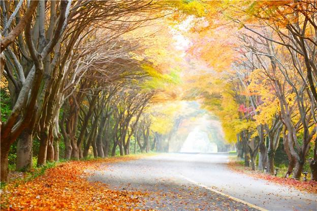 다도해해상 청산도 단풍길.jpg