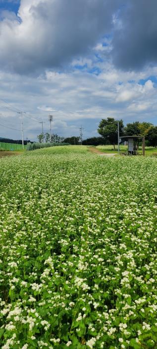 03.2 청주시 유기농단지는 가을! 메밀꽃밭 2,850㎡ 만개. 사진2.jpg