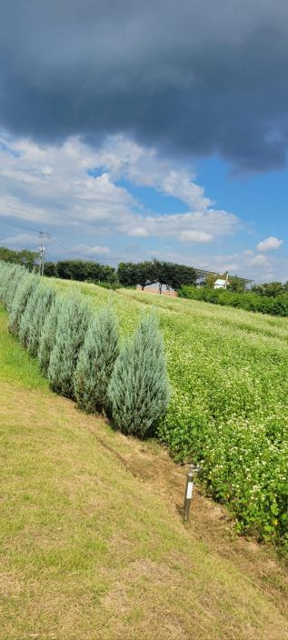 03.3 청주시 유기농단지는 가을! 메밀꽃밭 2,850㎡ 만개. 사진3.jpg