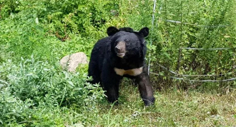 반달가슴곰 오삼이, 경북 상주시에서 폐사 확인