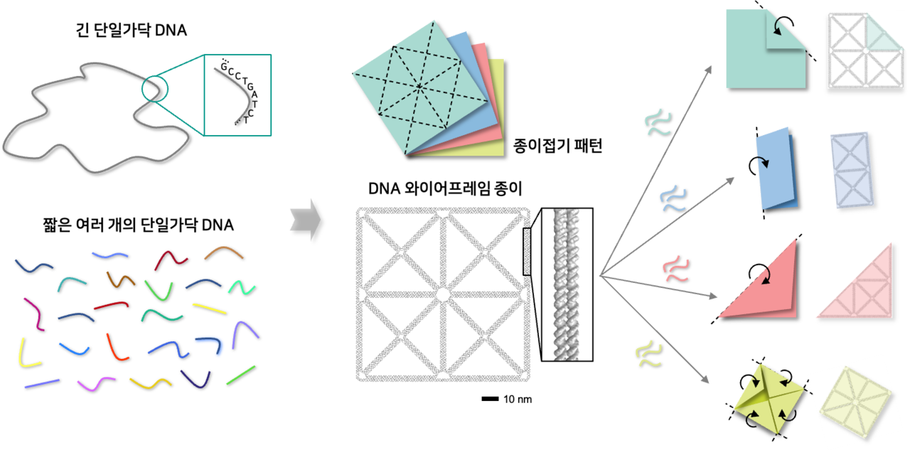 종이접기 하듯이 하나의 구조체를 다양한 모양으로 접거나 펼 수 있는 디엔에이(DNA) 나노기술 개발