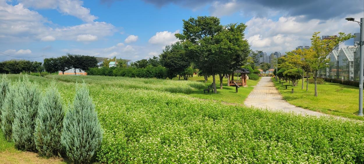 청주시 유기농단지는 가을! 메밀꽃밭 2,850㎡ 만개